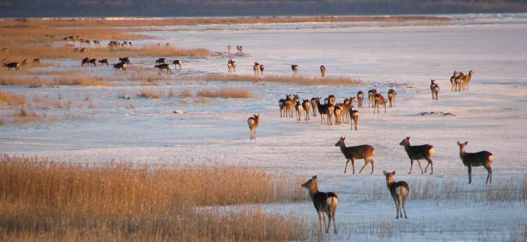 エゾシカ(走古丹)