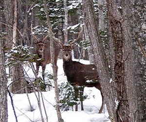 捕獲対策シカ