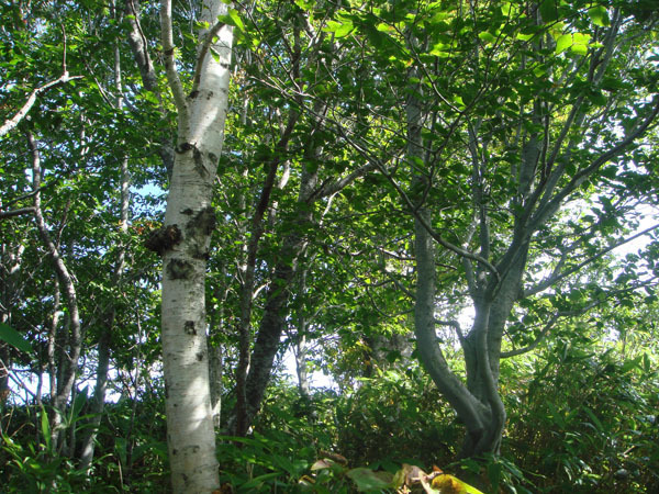 林内の状況です。写真右側の立木がブナです。