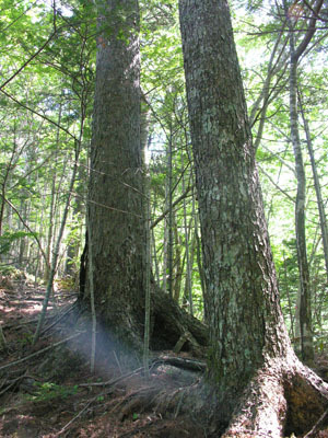 キタゴヨウの大径木