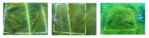 主な海藻類 (JPG 29.9KB)