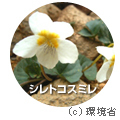 シレトコスミレ