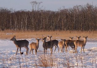 deer2.jpg