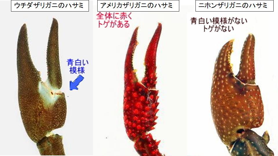 ウチダザリガニ、アメリカザリガニ、ニホンザリガニのハサミの比較