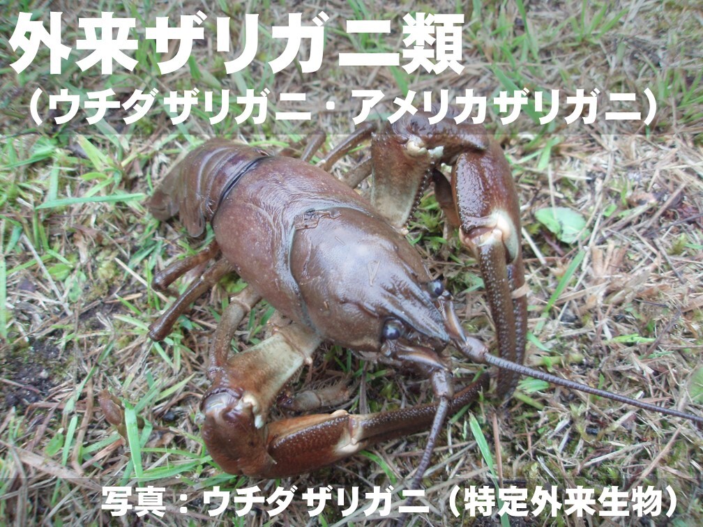 外来ザリガニ類