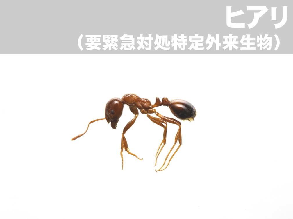 ヒアリ（要緊急対処特定外来生物）