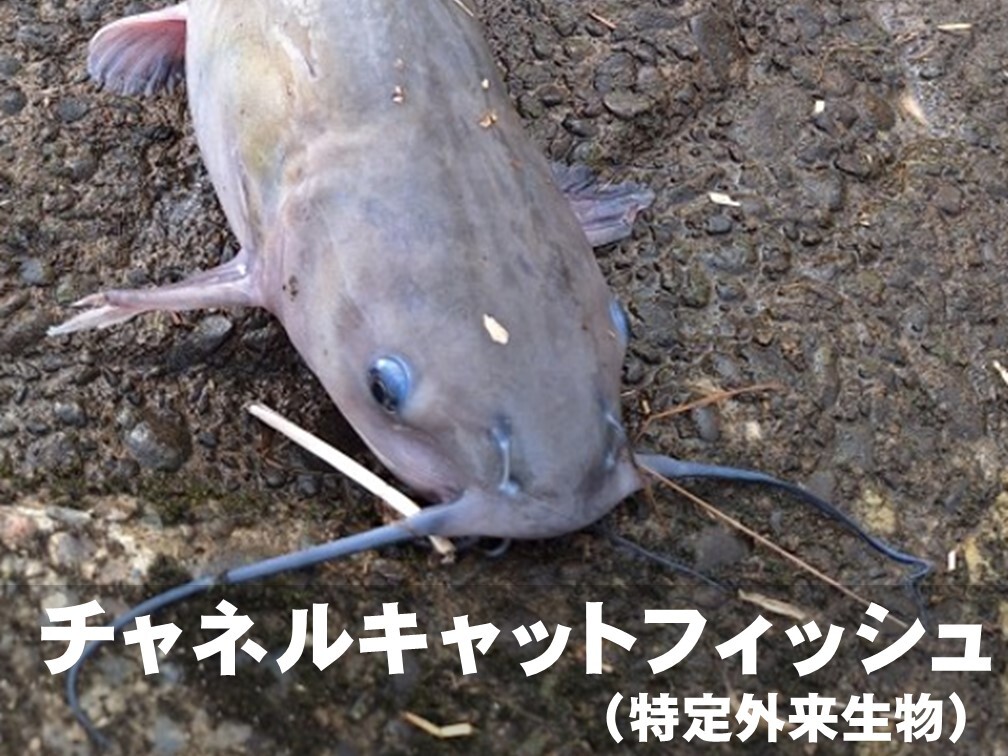 チャネルキャットフィッシュ（特定外来生物）