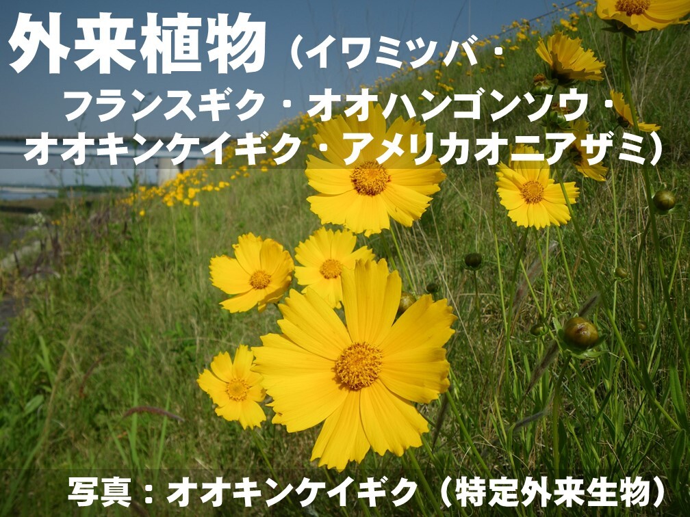外来植物