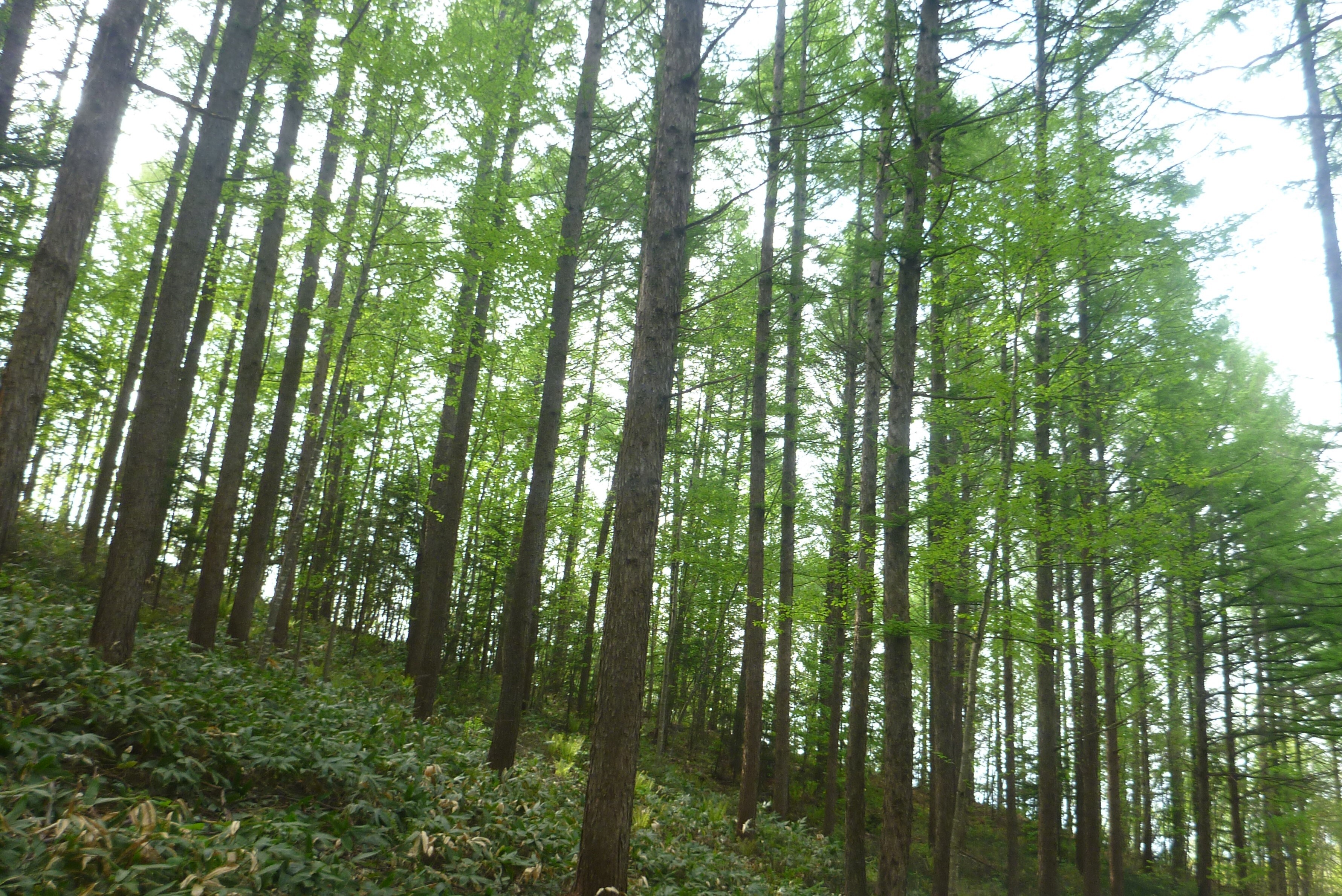 1大臣賞影山.JPG