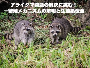 cf_raccoon (JPG 41.4KB)