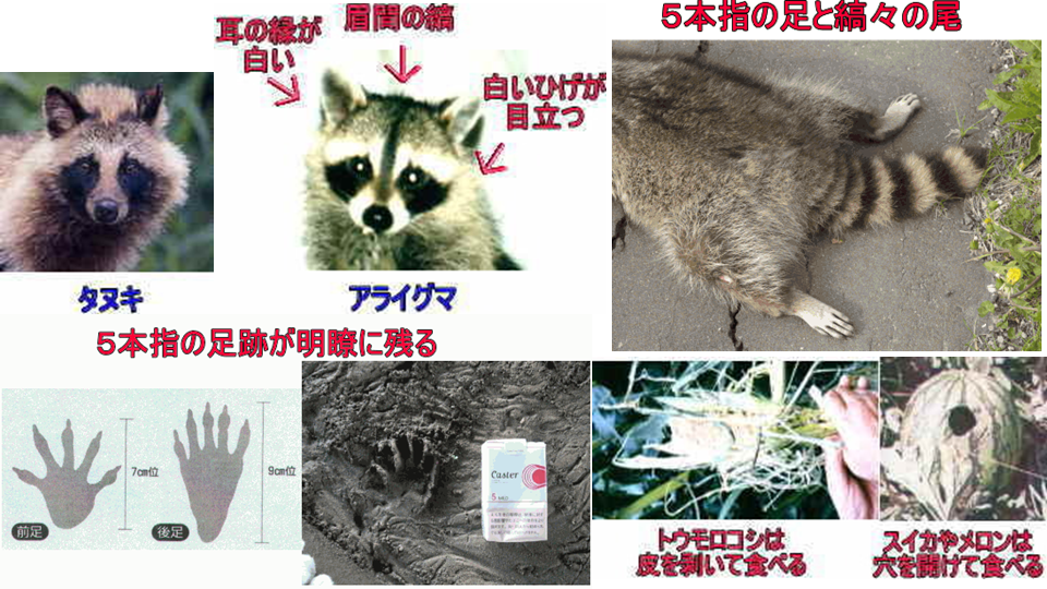 アライグマの特徴など