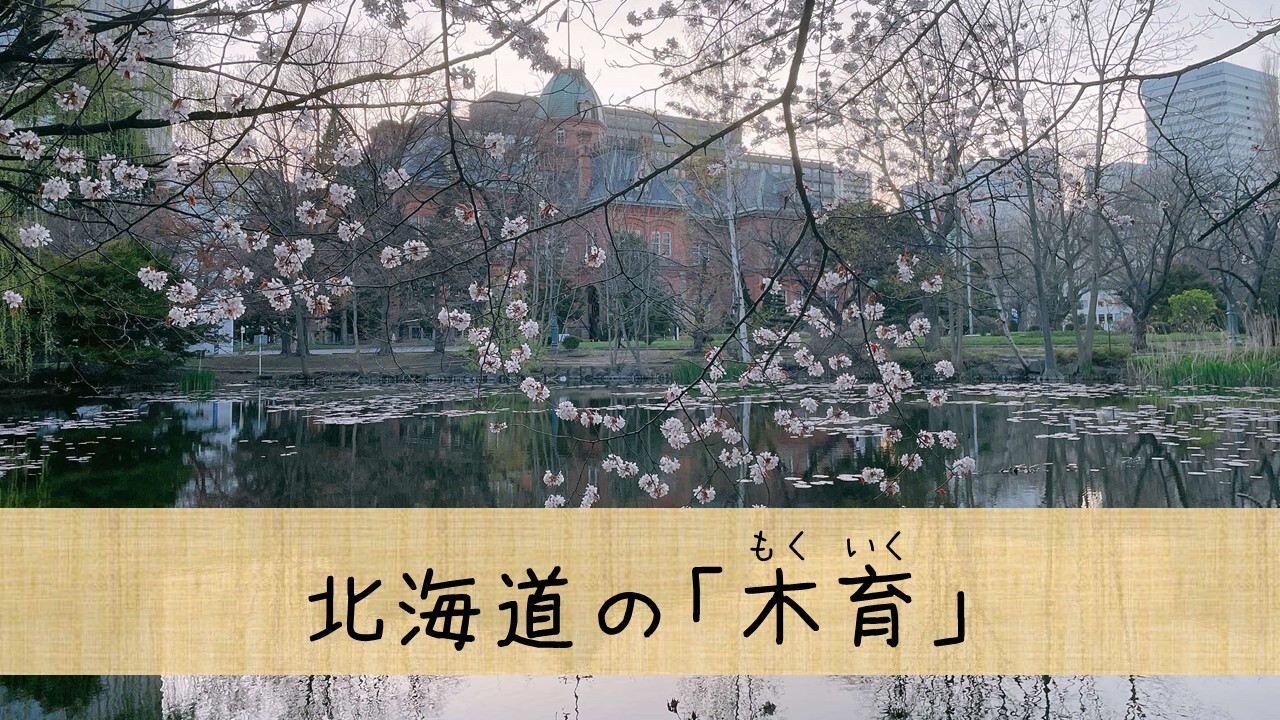 北海道の木育
