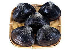 苫小牧漁協