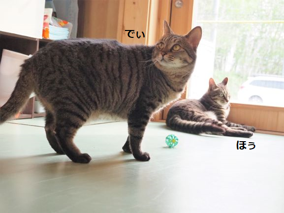 250515 (でぃ).png