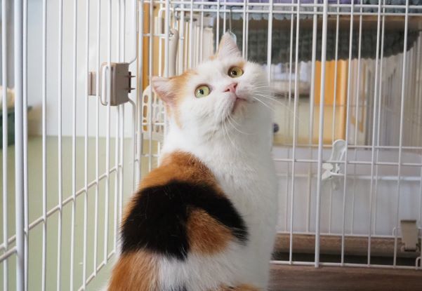 250512 (きん).jpg