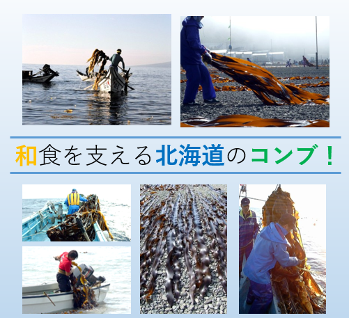 和食を支える北海道のコンブ!