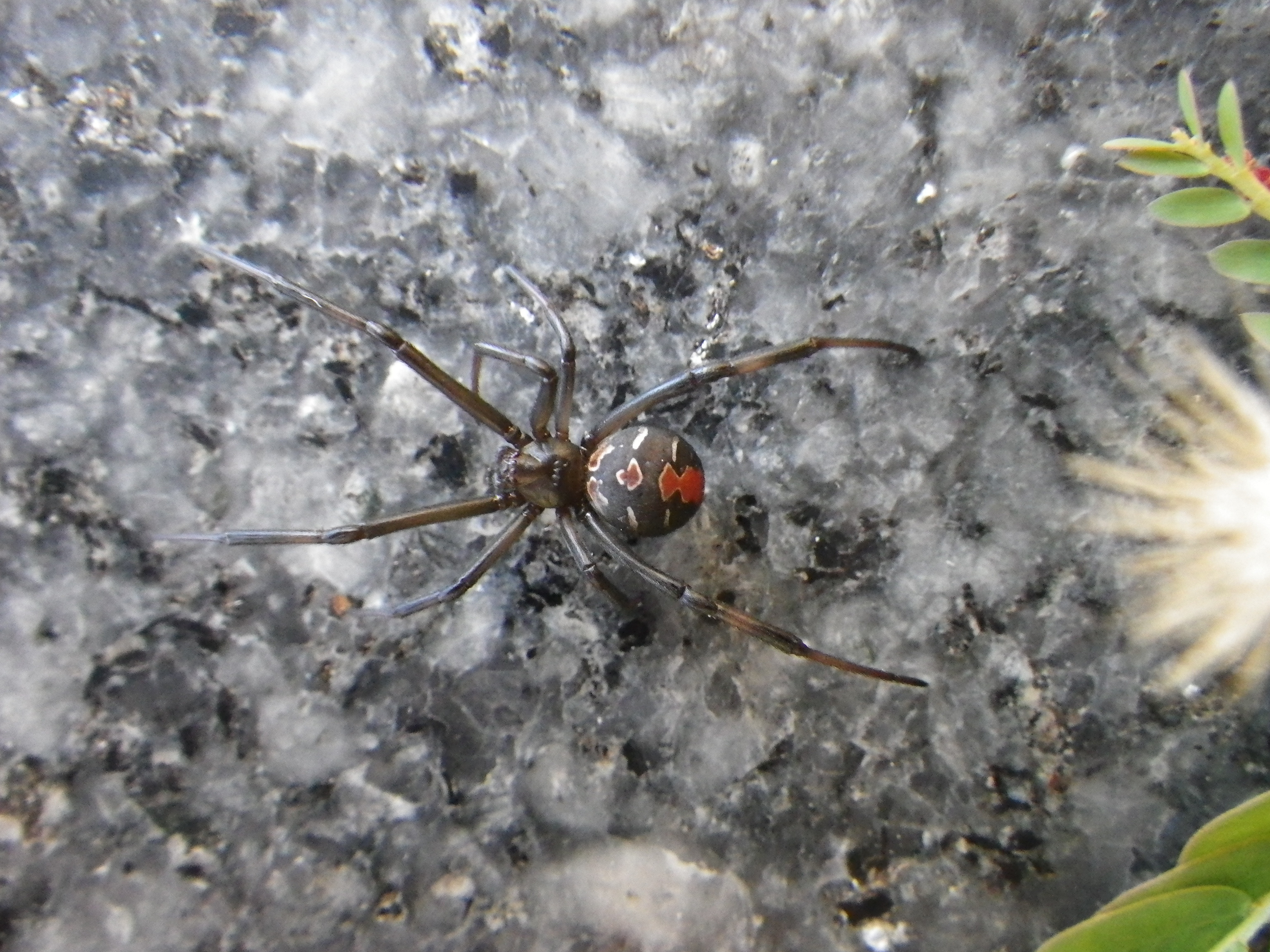 セアカゴケグモ(背面)