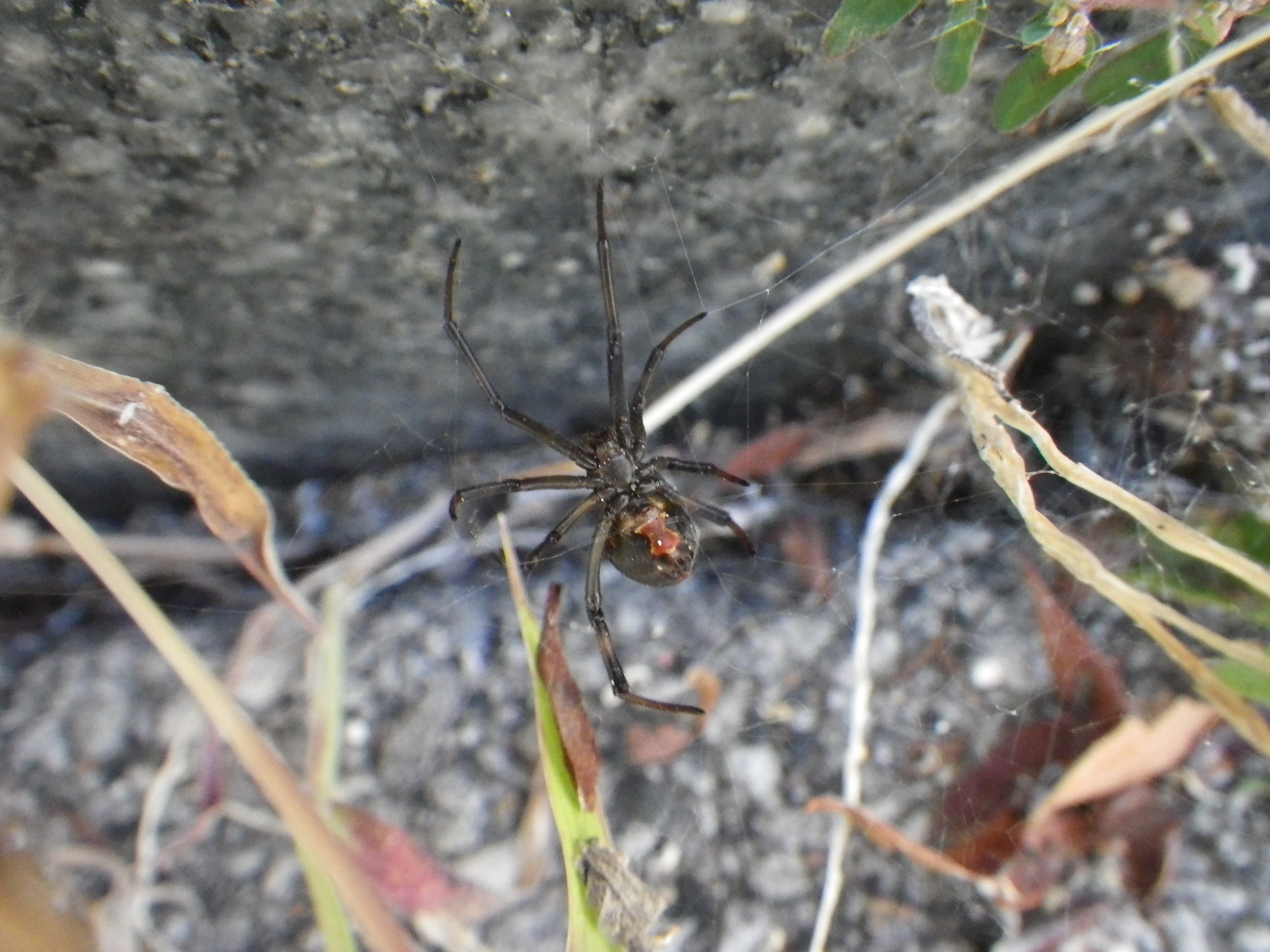 セアカゴケグモ(腹面)