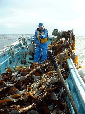 コンブ養殖漁業(リシリコンブ)(北海道の漁業図鑑(道総研)から).jpg