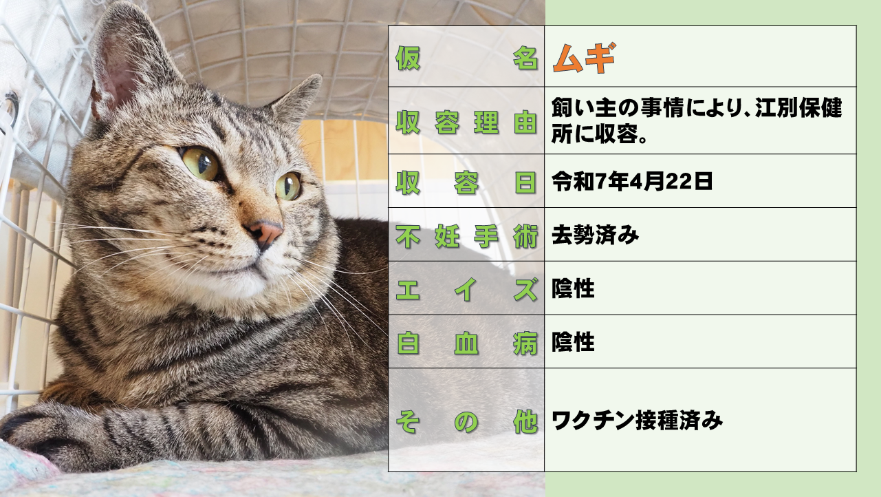 スライド5ムギ.PNG