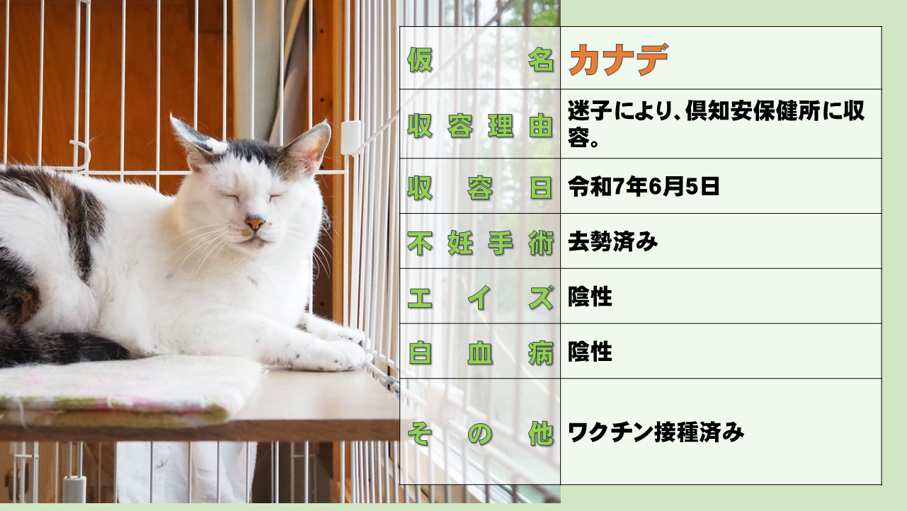 スライド10.PNG