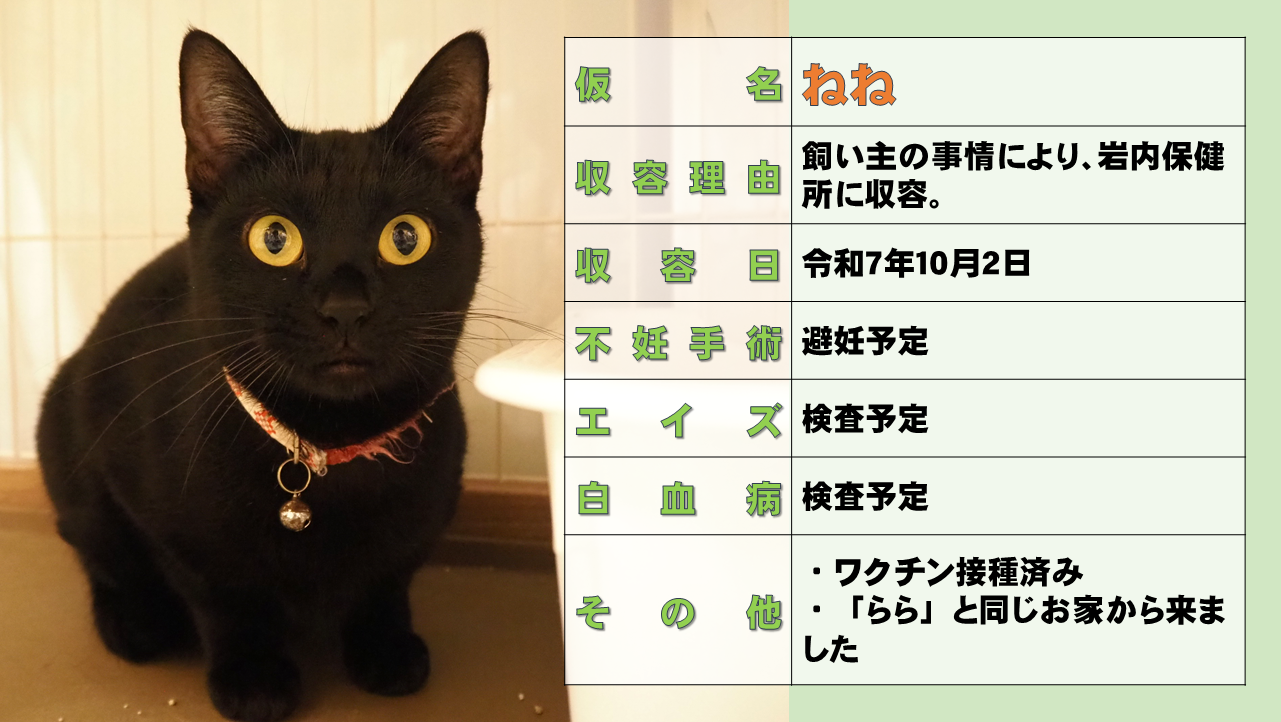スライド19ねね.PNG