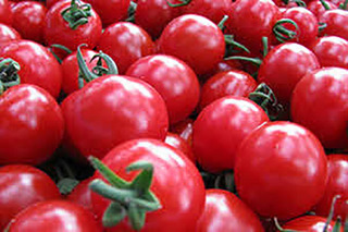 農業体験：ミニトマト(増田農園)