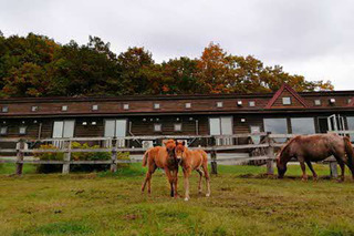 鶴居どさんこ牧場