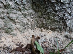 フラスアップ縮小 (JPG 25.1KB)