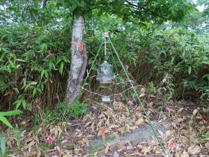 フェロモントラップ設置の様子