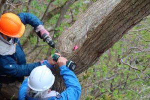 立木くん蒸の穴開け作業の様子