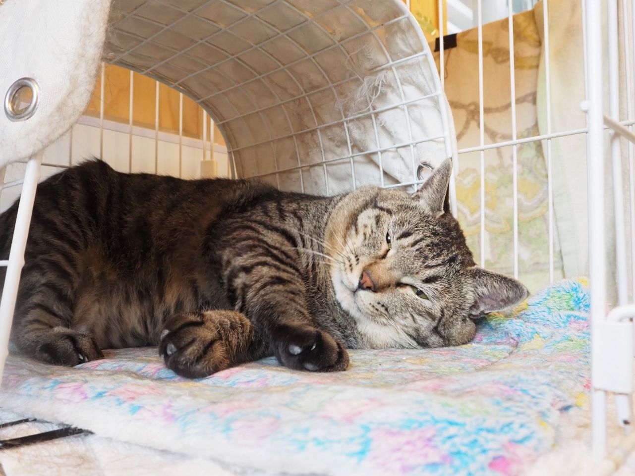 250703ムギ (3).jpg