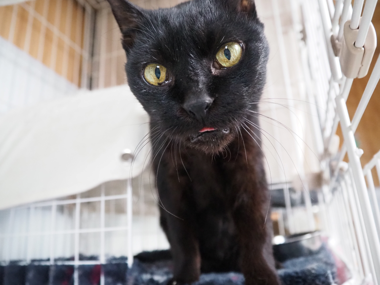 251104まゆ (4).png