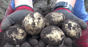 ロジネットさまばれいしょ