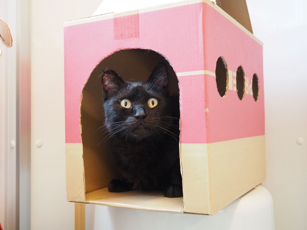 250808トノ (16).jpg