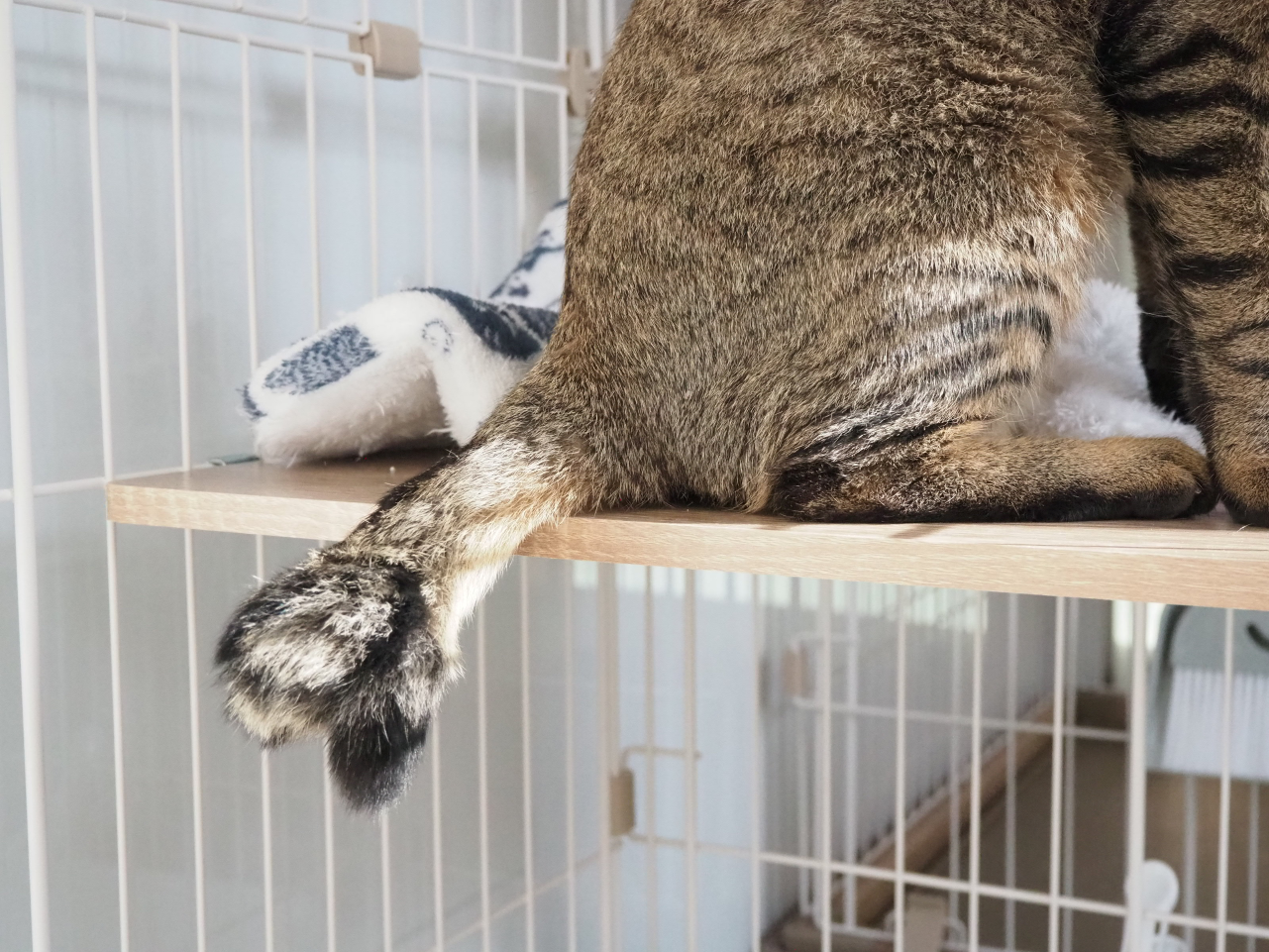 251104モナカ (2).png