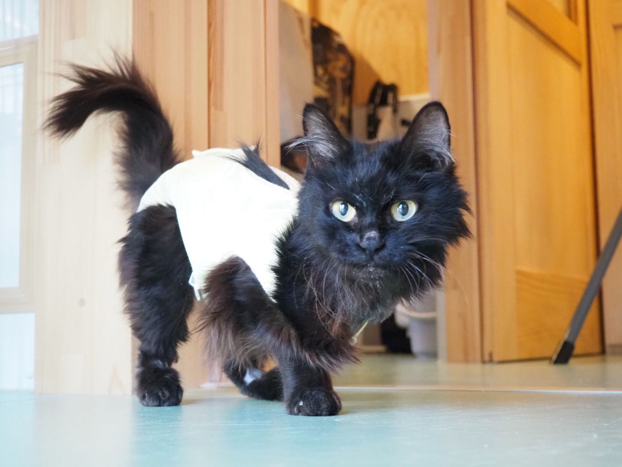 251127がにゃ (3).jpg