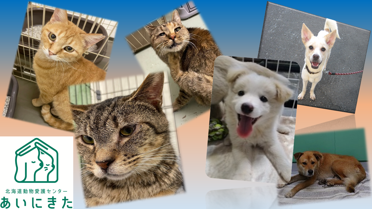 動物愛護センターHP-top.png