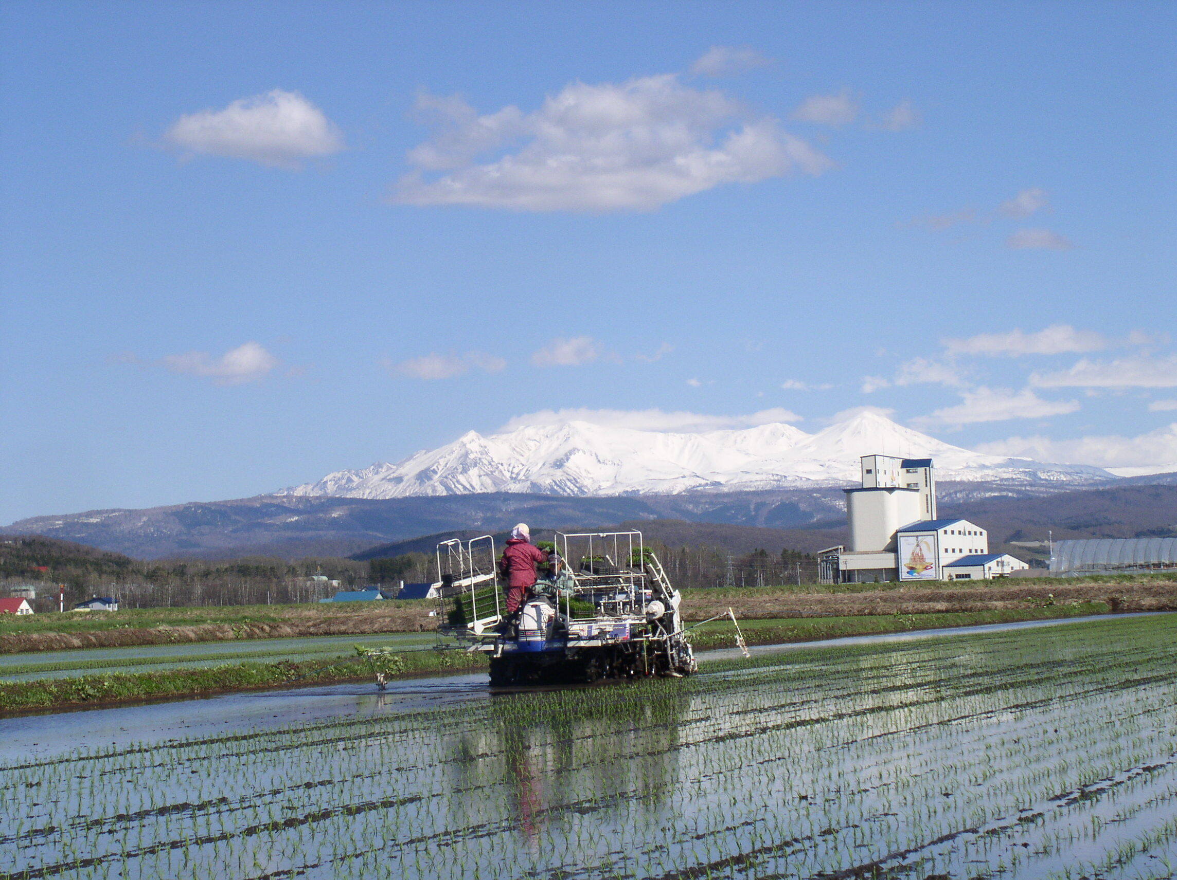 田植え写真