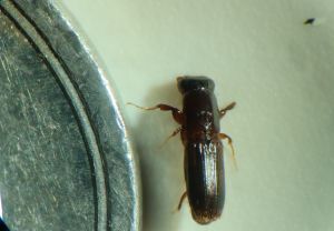 カシノナガキクイムシの写真