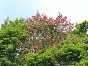 ナラ枯れにより枯れた被害木