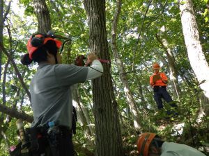 ナラ枯れの現地調査の様子