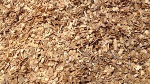 チップ化したナラ類