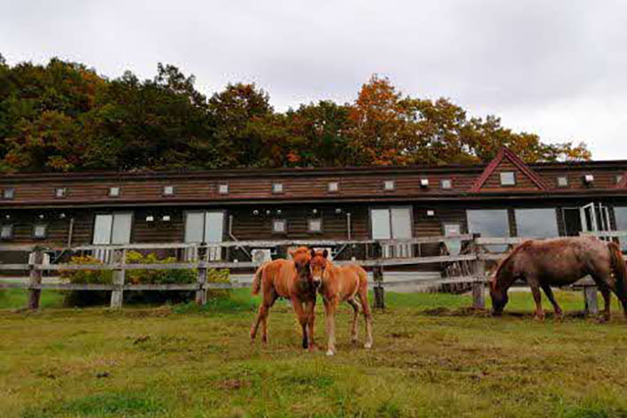 鶴居どさんこ牧場