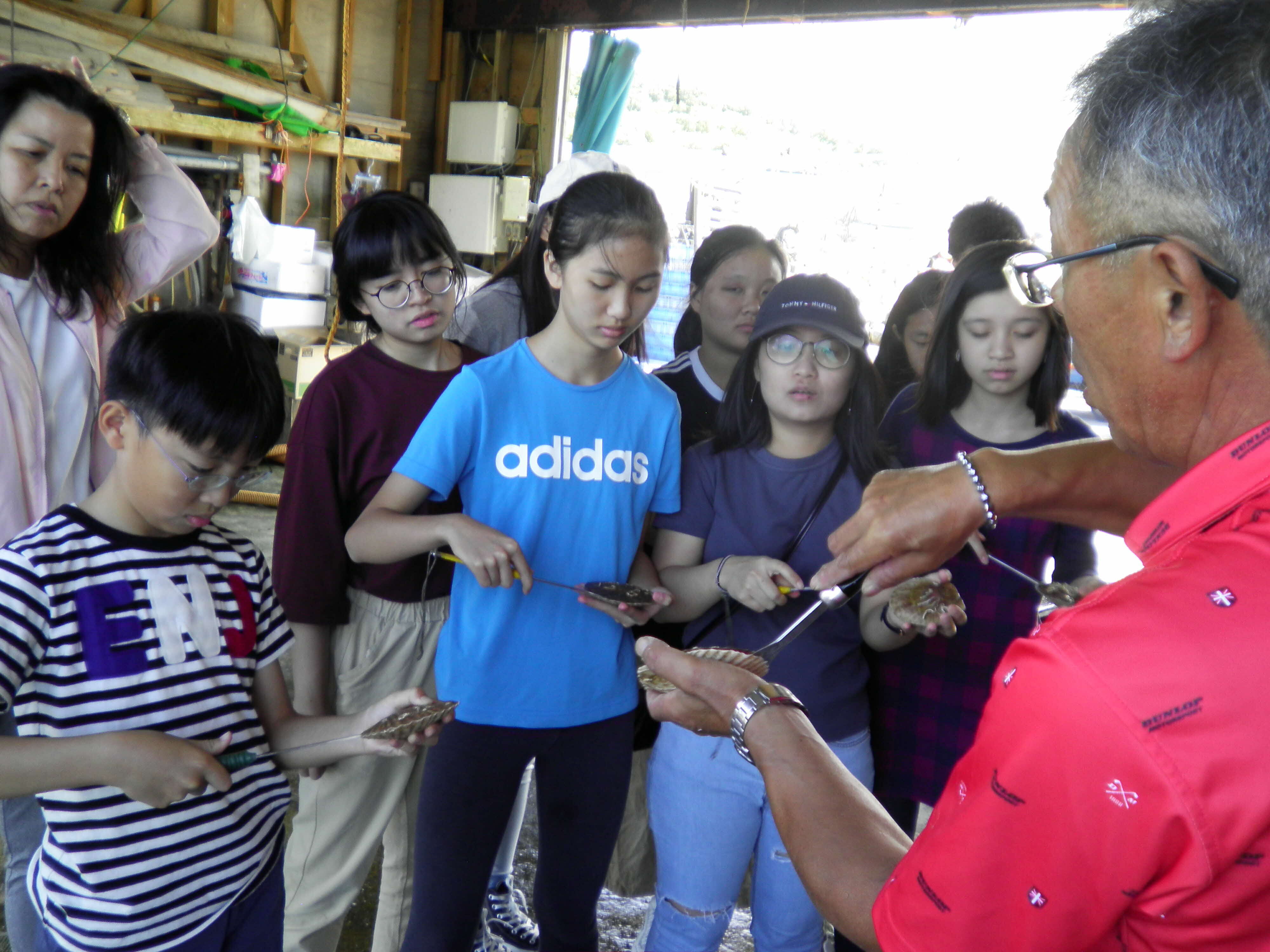 ホタテの殻外し体験