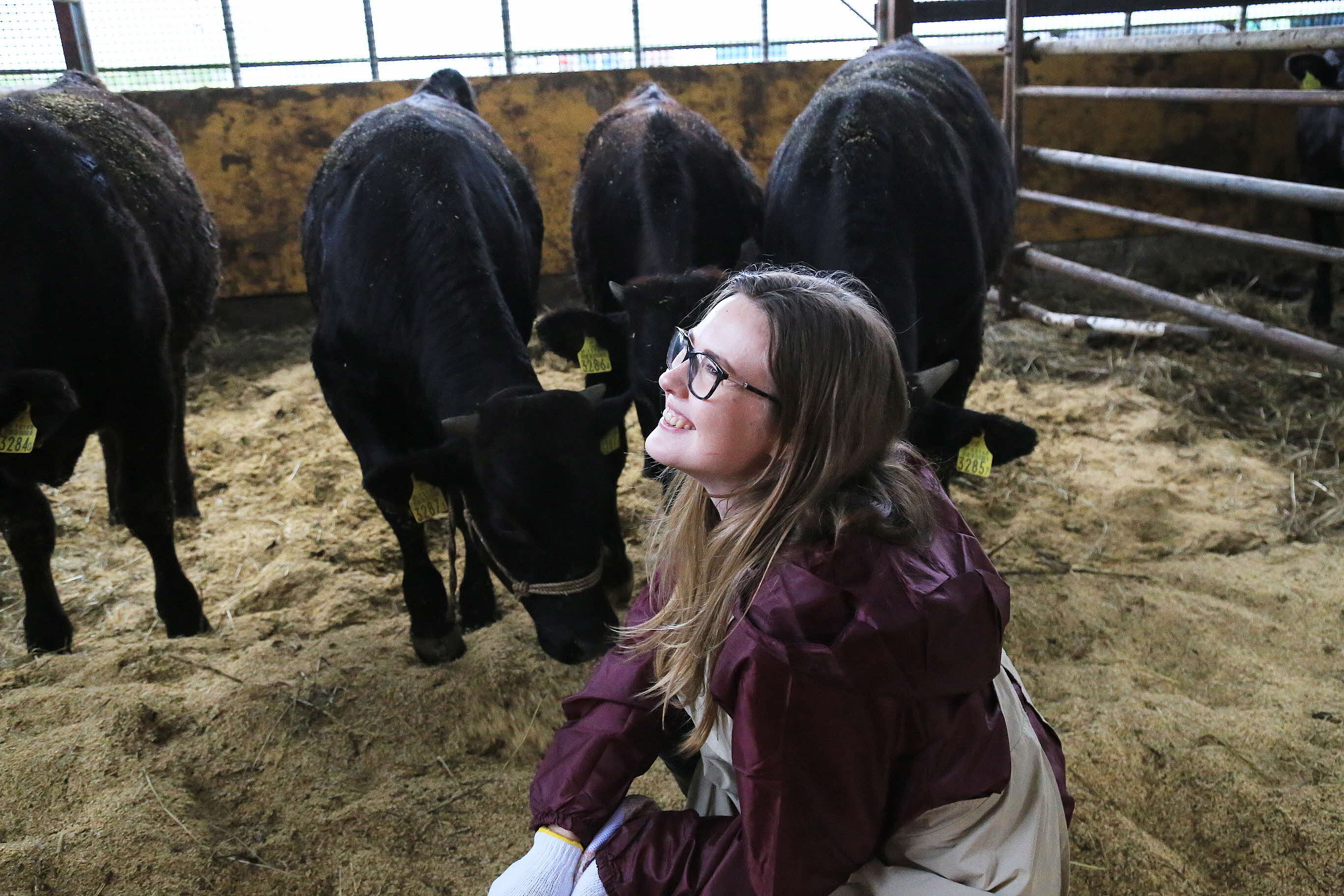 小平牛（黒毛和牛）のお世話体験
