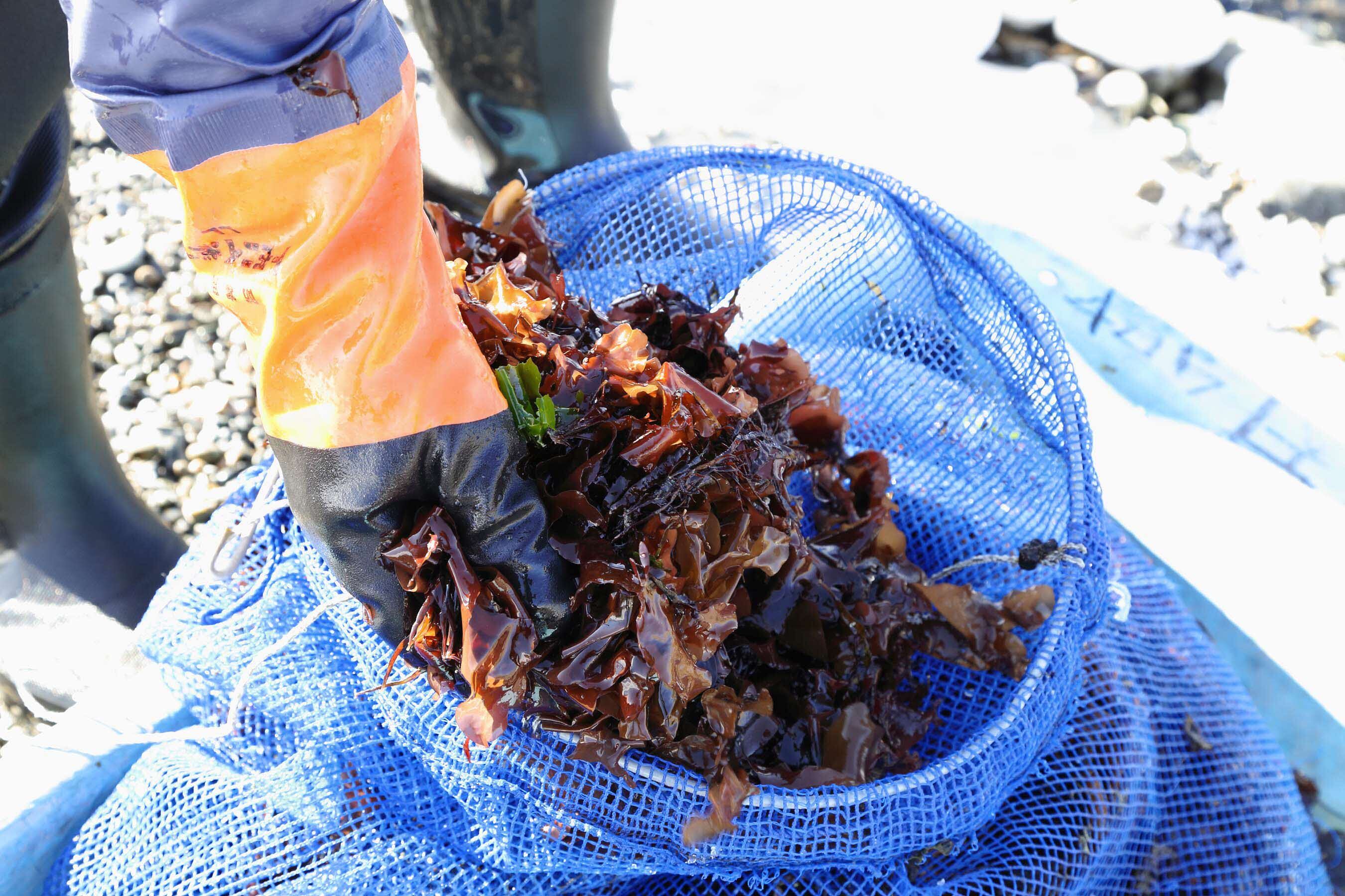 銀杏草の加工＆試食体験