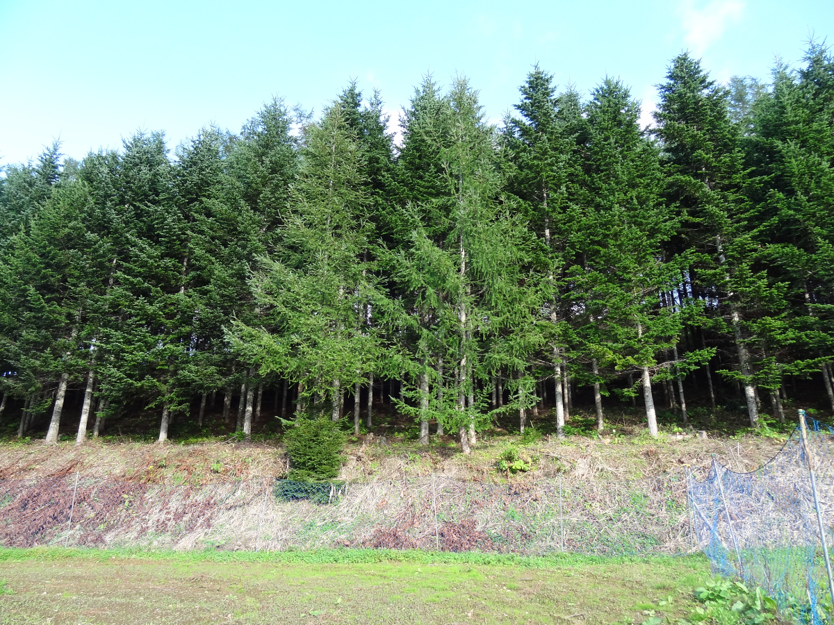 02_小出氏の畑に隣接している所有山林 20160915 DSC04918.JPG