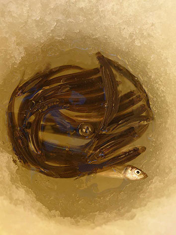 手ぶらわかさぎ釣り-1