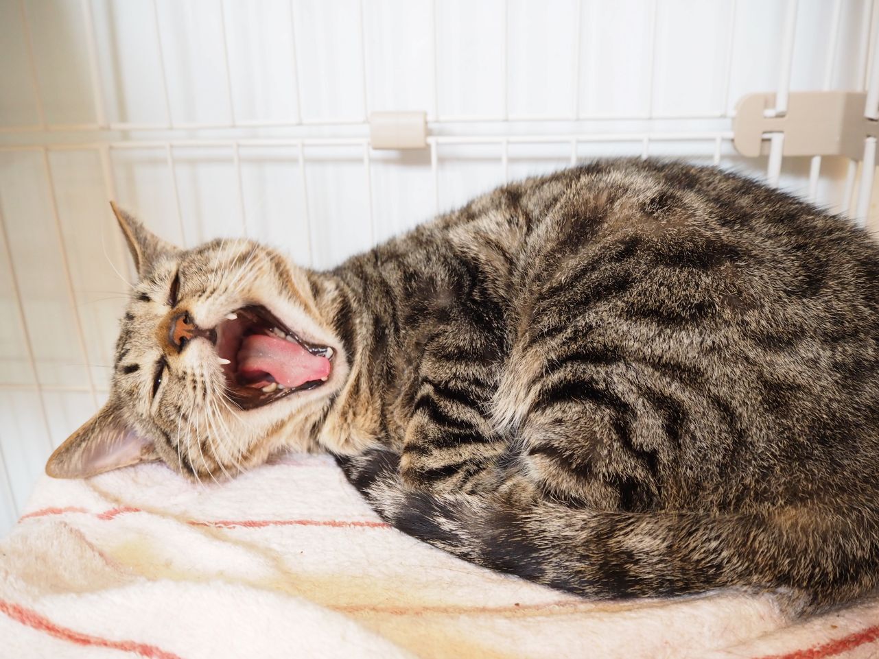 260203ウィル (3).jpg